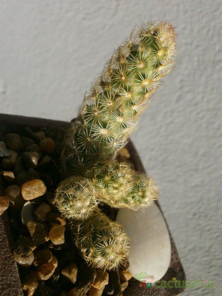 Una foto de Mammillaria elongata