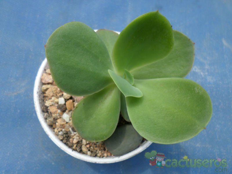 A photo of Echeveria pallida