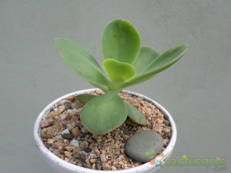 A photo of Echeveria pallida