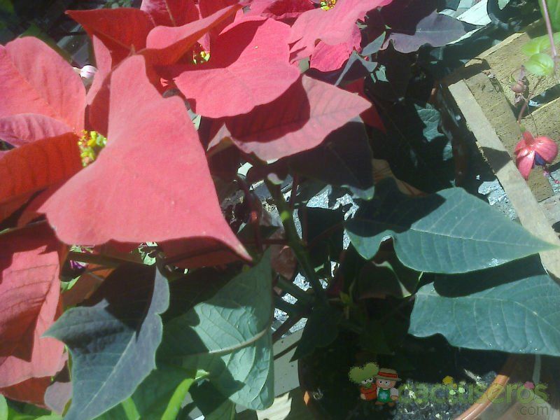 A photo of Euphorbia pulcherrima