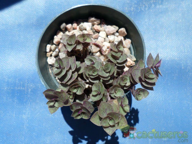 Una foto de Callisia repens