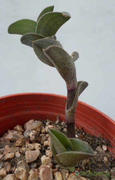A photo of Callisia navicularis