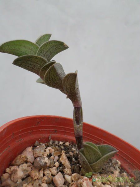 A photo of Callisia navicularis