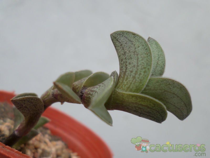 A photo of Callisia navicularis