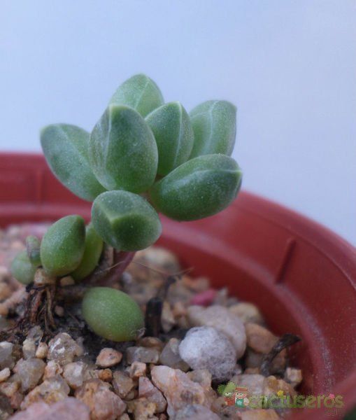 A photo of Pachyphytum compactum