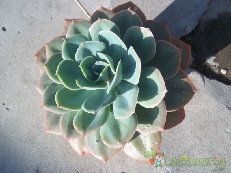 A photo of Echeveria cv. Gran Daniel
