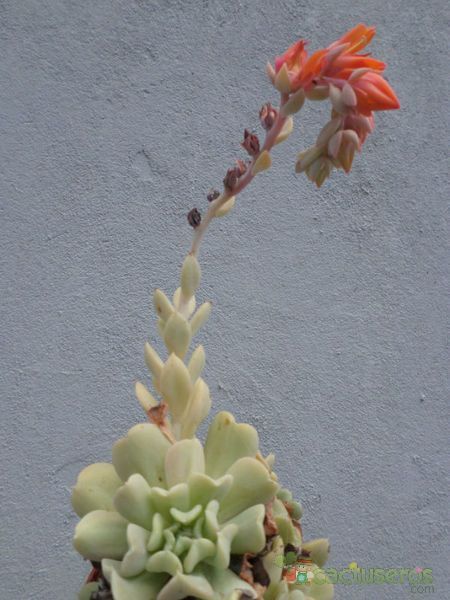 A photo of Echeveria runyonii cv. Topsy turvy 