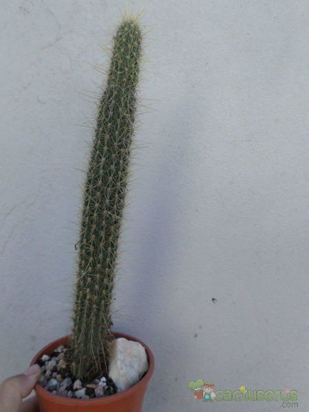 Una foto de Cleistocactus smaragdiflorus