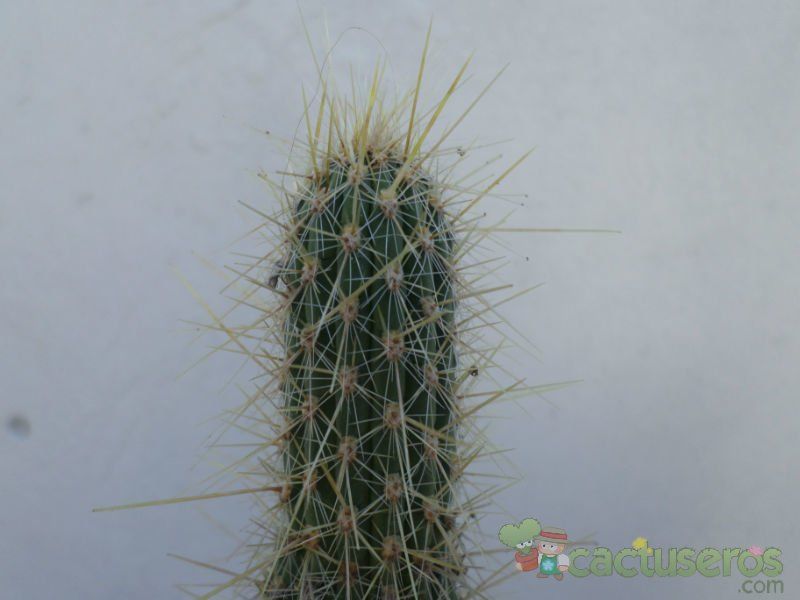 Una foto de Cleistocactus smaragdiflorus
