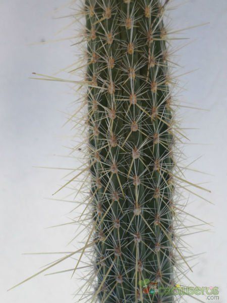 Una foto de Cleistocactus smaragdiflorus