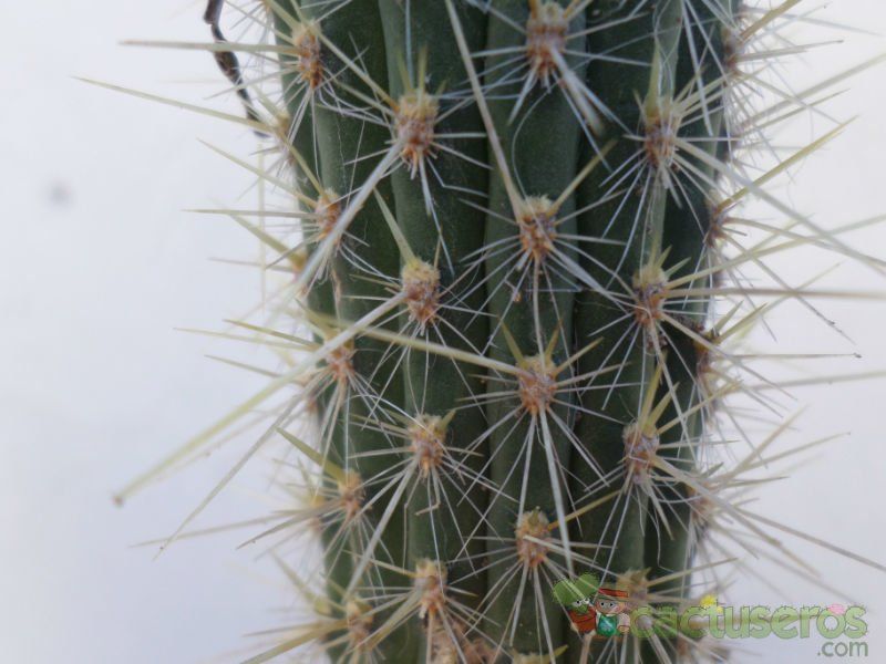 Una foto de Cleistocactus smaragdiflorus