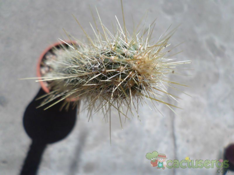 Una foto de Cleistocactus smaragdiflorus