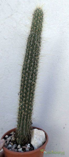 Una foto de Cleistocactus smaragdiflorus