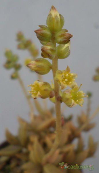 A photo of Lenophyllum texanum