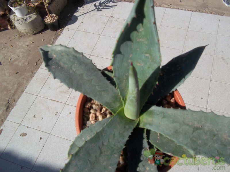Una foto de Agave americana