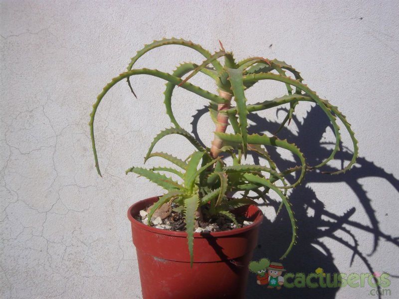 Una foto de Aloe arborescens