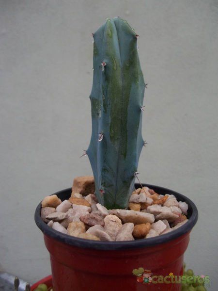 A photo of Myrtillocactus geometrizans