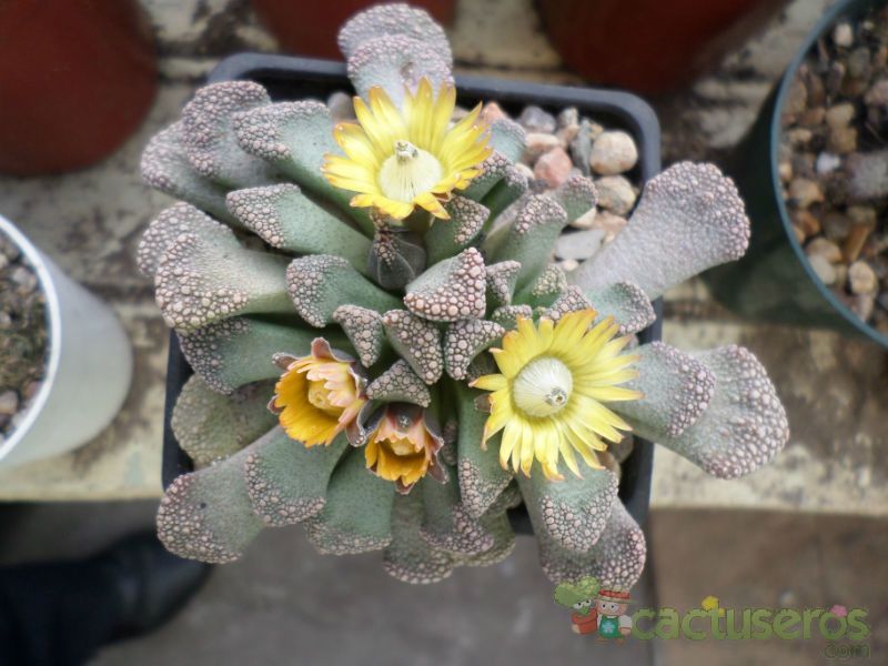 A photo of Titanopsis calcarea
