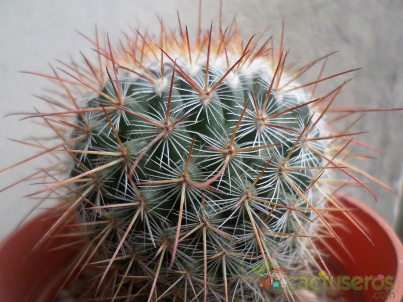 Una foto de Mammillaria rekoi
