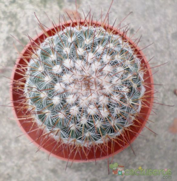 Una foto de Mammillaria rekoi