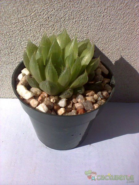 Una foto de Haworthia gracilis