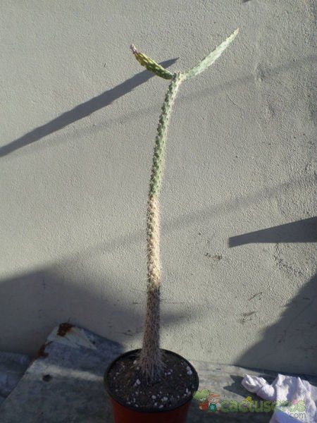 A photo of Opuntia schickendantzii