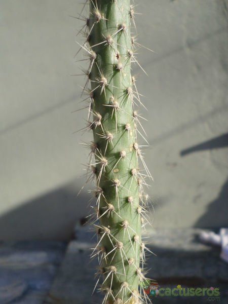 A photo of Opuntia schickendantzii