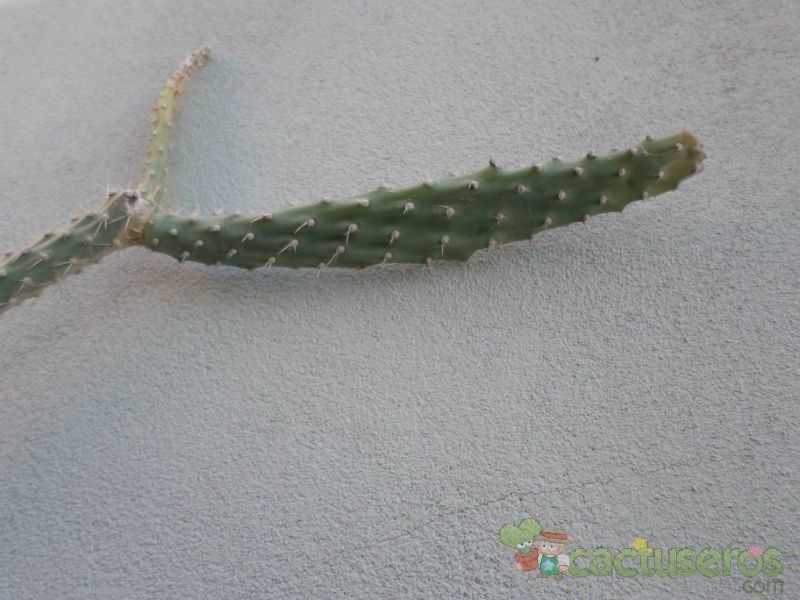 A photo of Opuntia schickendantzii