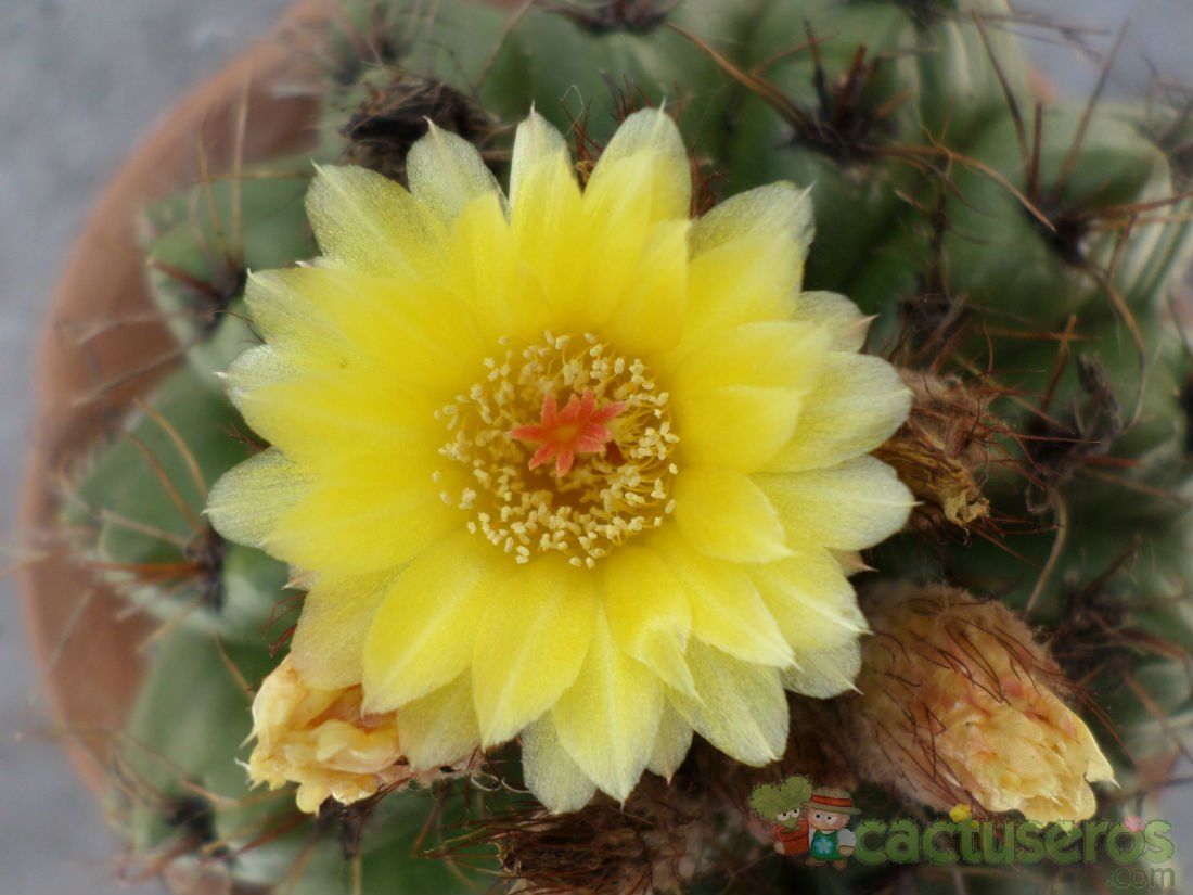A photo of Parodia linkii