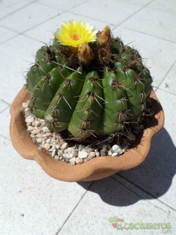 A photo of Parodia linkii