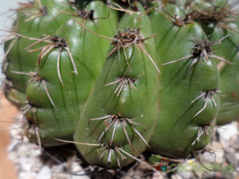 A photo of Parodia linkii