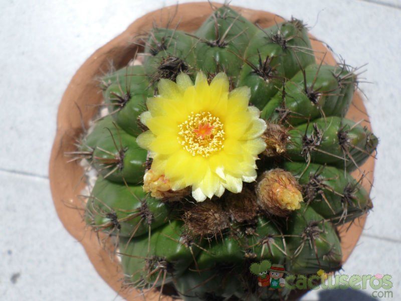 A photo of Parodia linkii