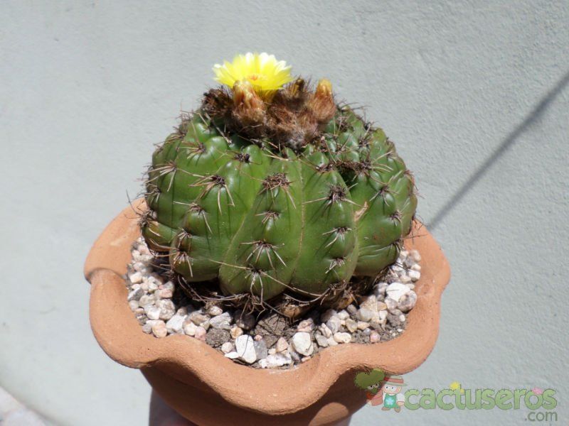 A photo of Parodia linkii