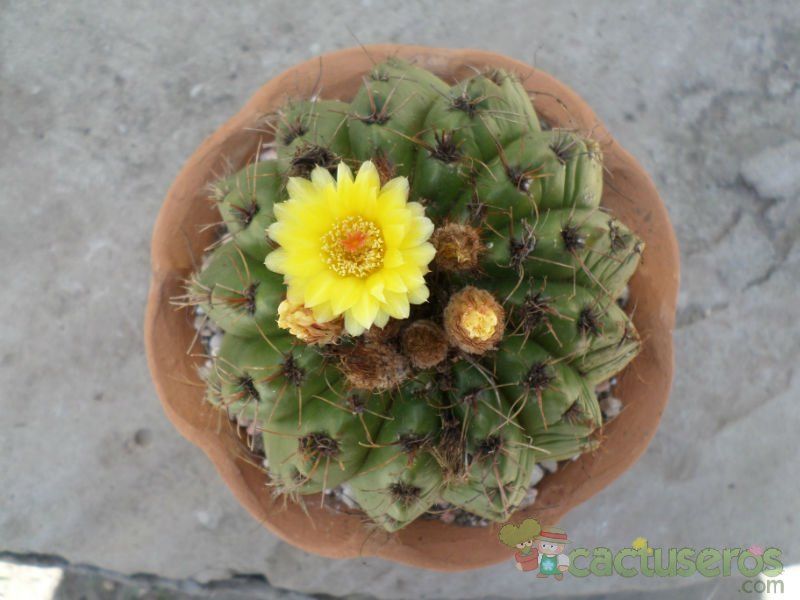 A photo of Parodia linkii