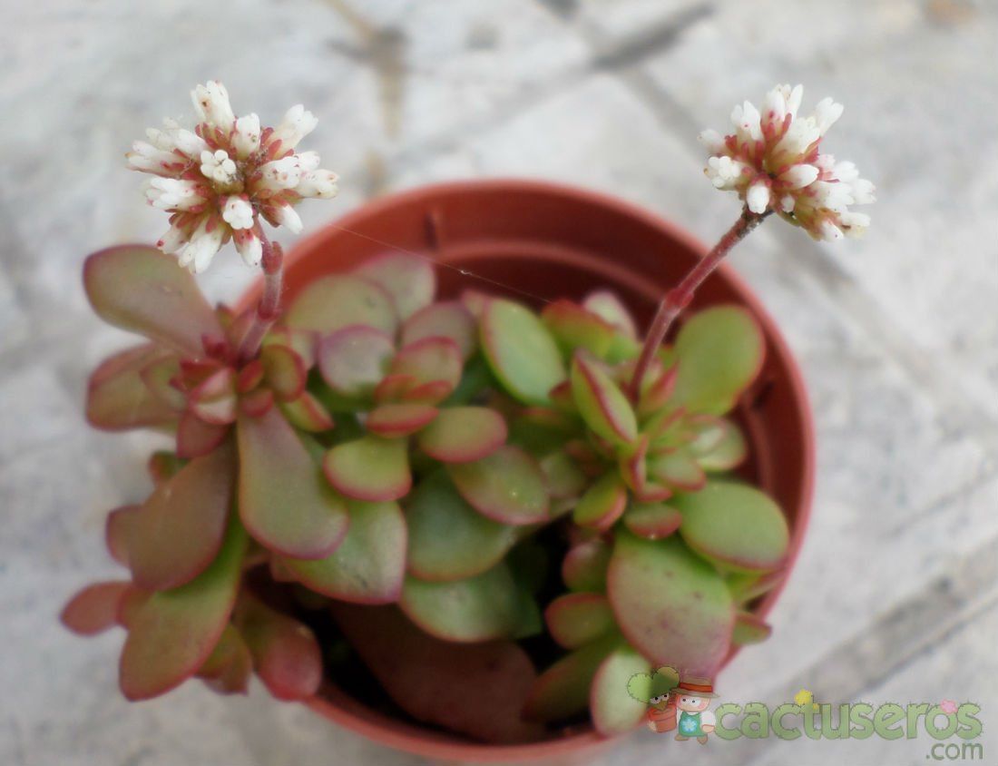 Una foto de Crassula pubescens subsp. radicans