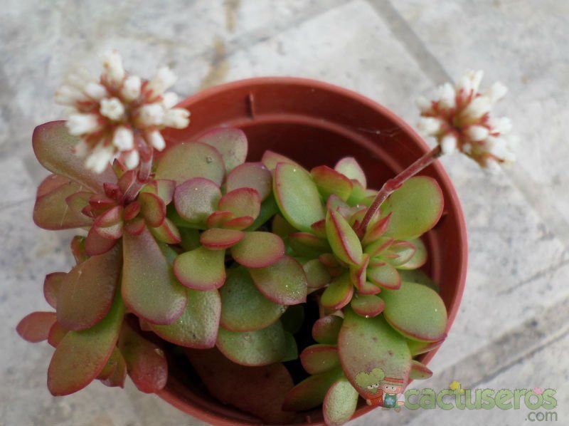 Una foto de Crassula pubescens subsp. radicans