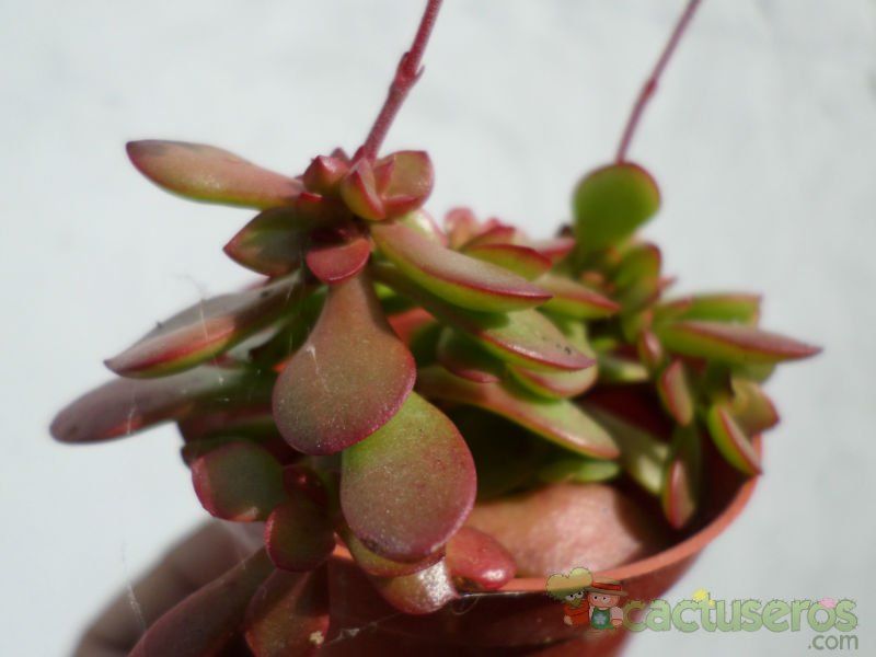Una foto de Crassula pubescens subsp. radicans