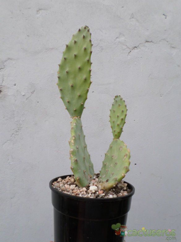A photo of Opuntia schickendantzii