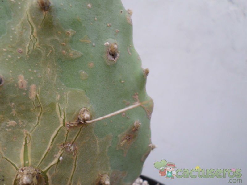 A photo of Opuntia schickendantzii
