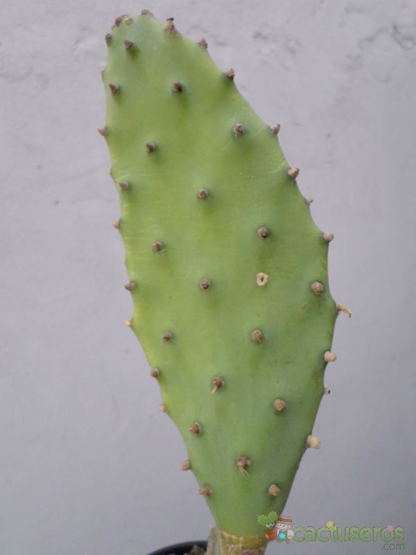 A photo of Opuntia schickendantzii