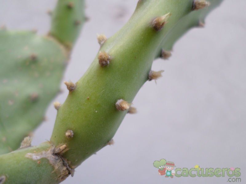A photo of Opuntia schickendantzii
