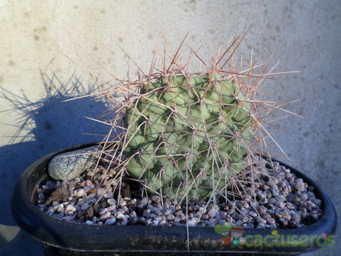 Una foto de Opuntia sulphurea