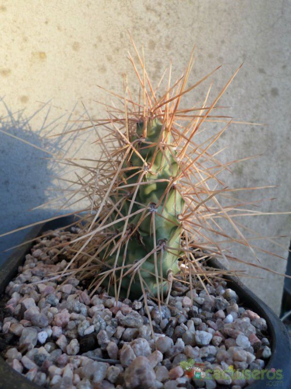 Una foto de Opuntia sulphurea