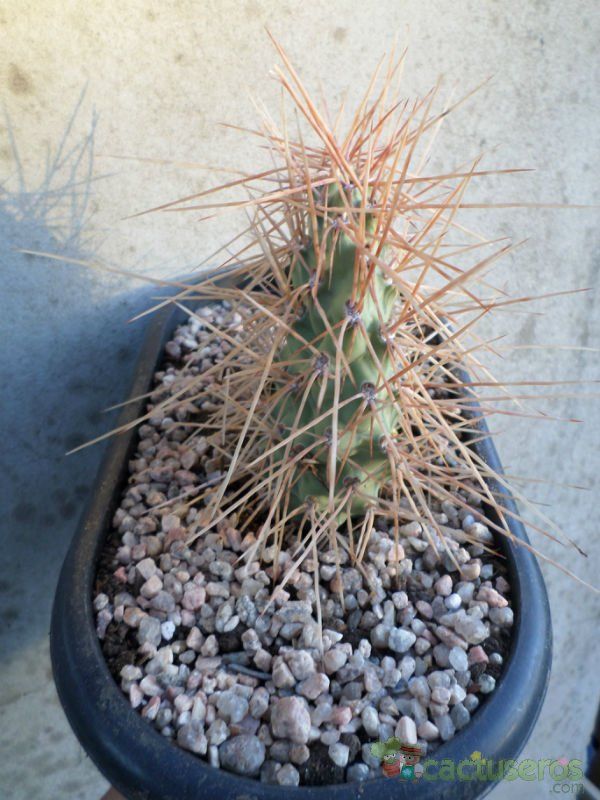 Una foto de Opuntia sulphurea