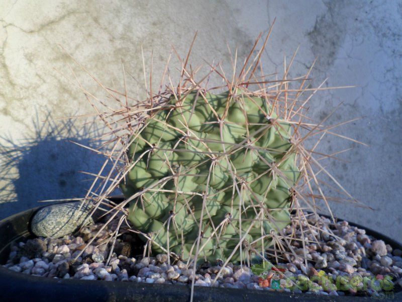 Una foto de Opuntia sulphurea