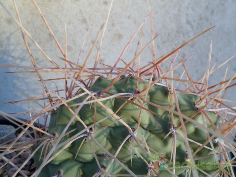 Una foto de Opuntia sulphurea