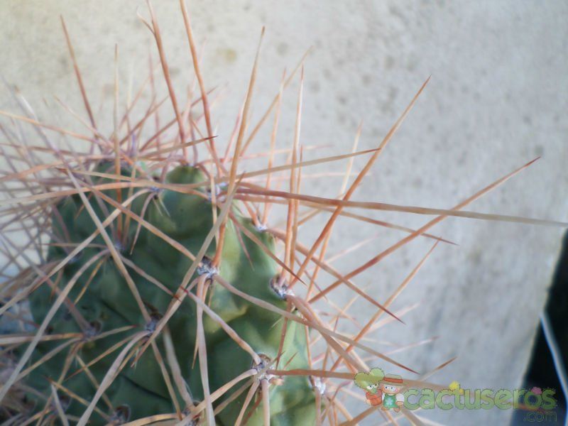 Una foto de Opuntia sulphurea