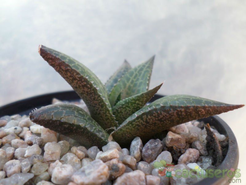 A photo of Haworthia venosa subsp. tessellata