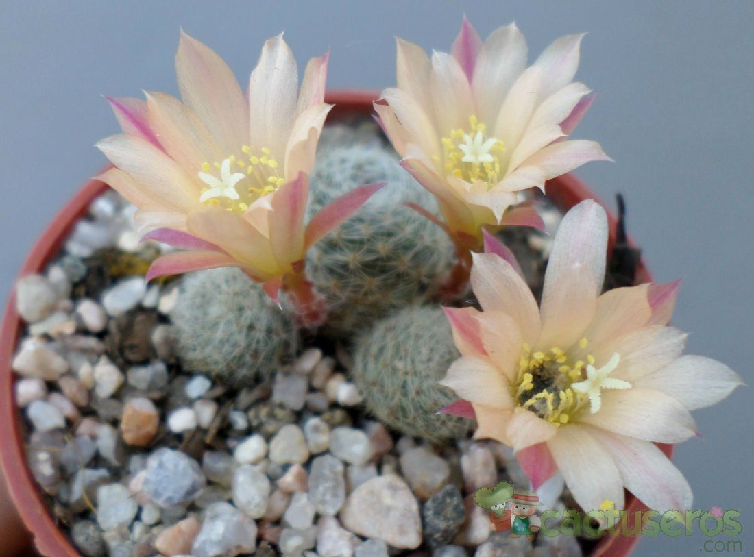 A photo of Rebutia heliosa x pulvinosa cv. sunrise (HIBRIDO)