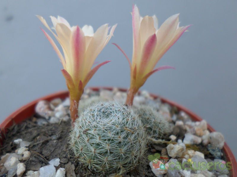 A photo of Rebutia heliosa x pulvinosa cv. sunrise (HIBRIDO)